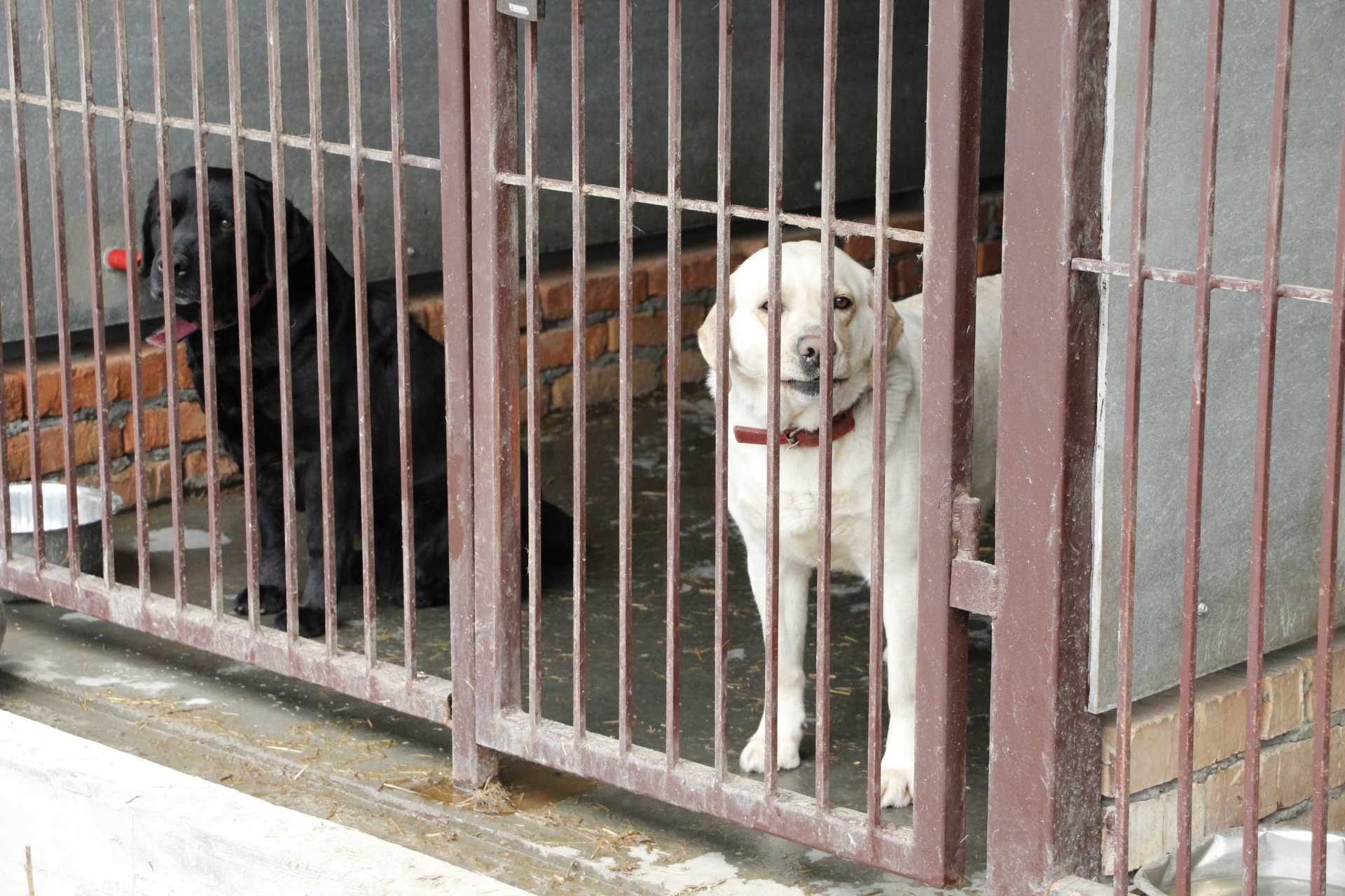 У "Зооконтролі" приймають собак з усієї країни - || фото: dniprorada.gov.ua