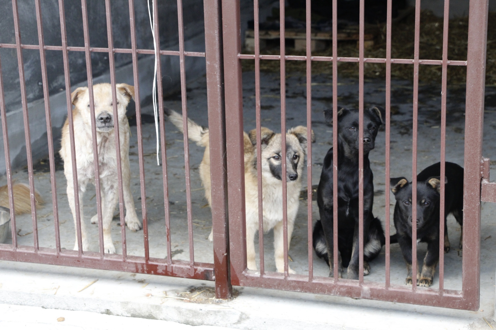 Приняли уже сотни собачек – || фото: dniprorada.gov.ua