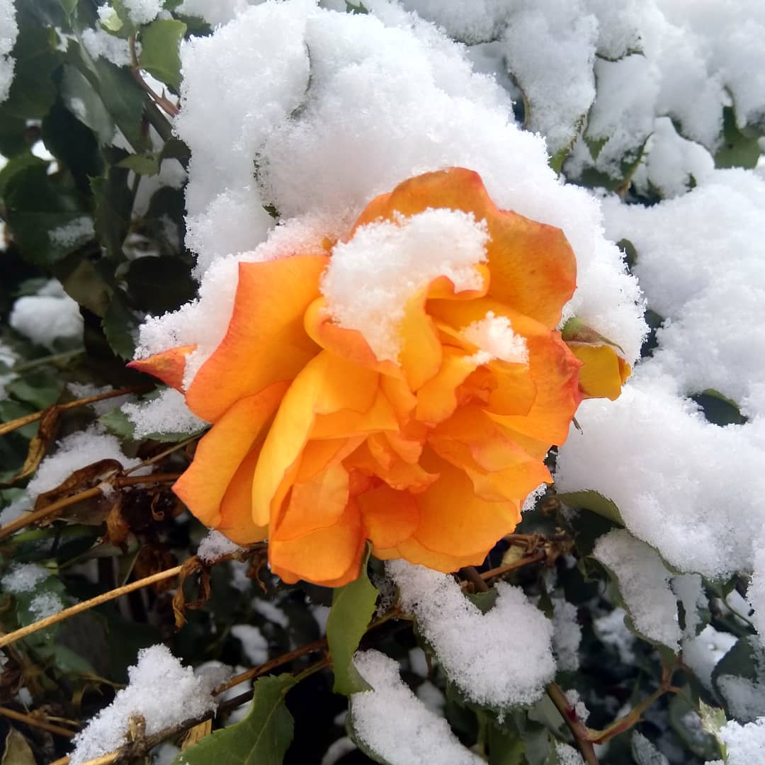 Нежность / фото: pascal_ua