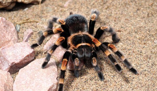 Тарантул - фото: aquarium-fish-home