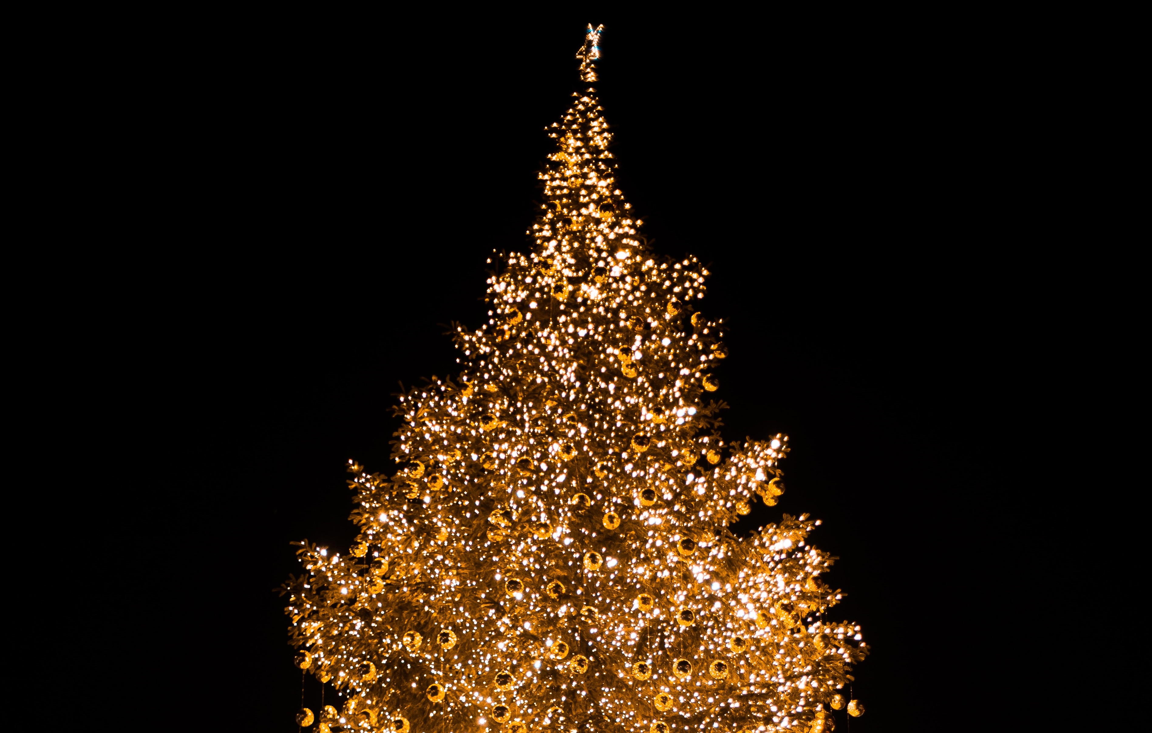 Рождественская елка - || фото: pexels.com