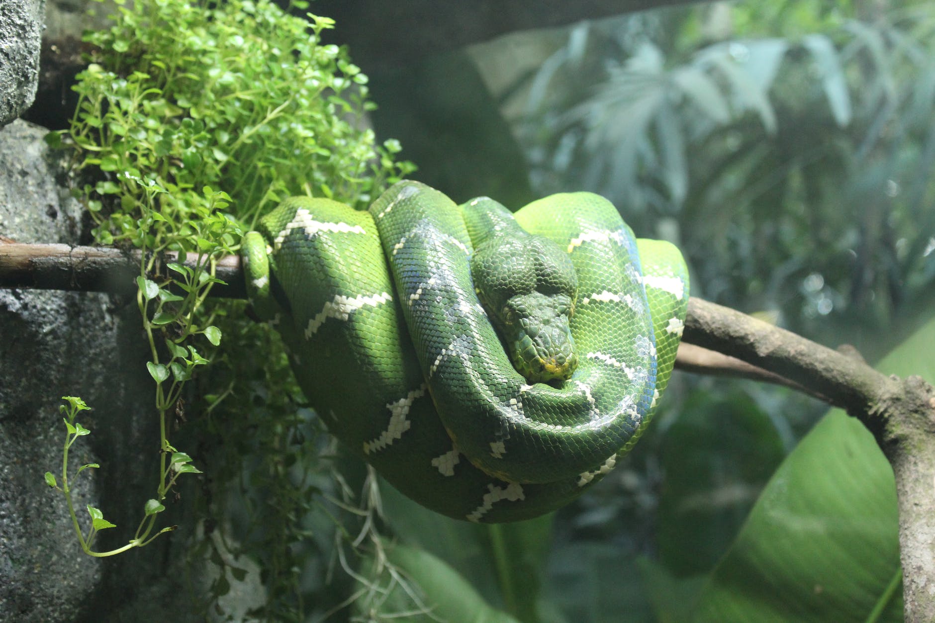 Днепрян приглашают на выставку змей - || фото: pexels.com