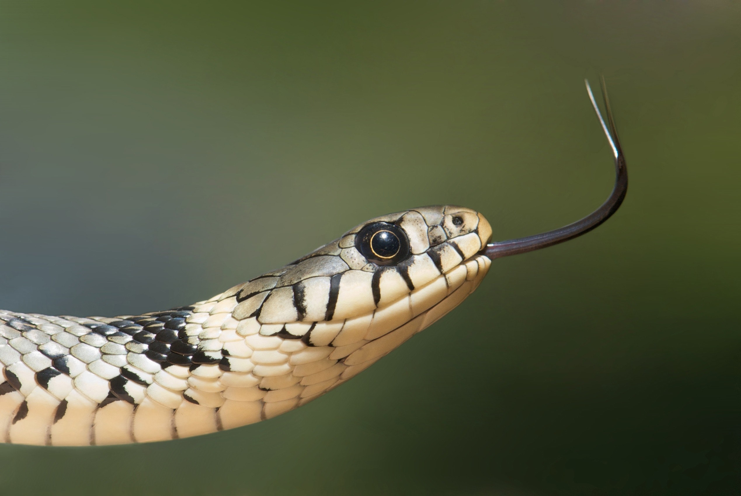 Выставка змей в Днепре - || фото: pexels.com