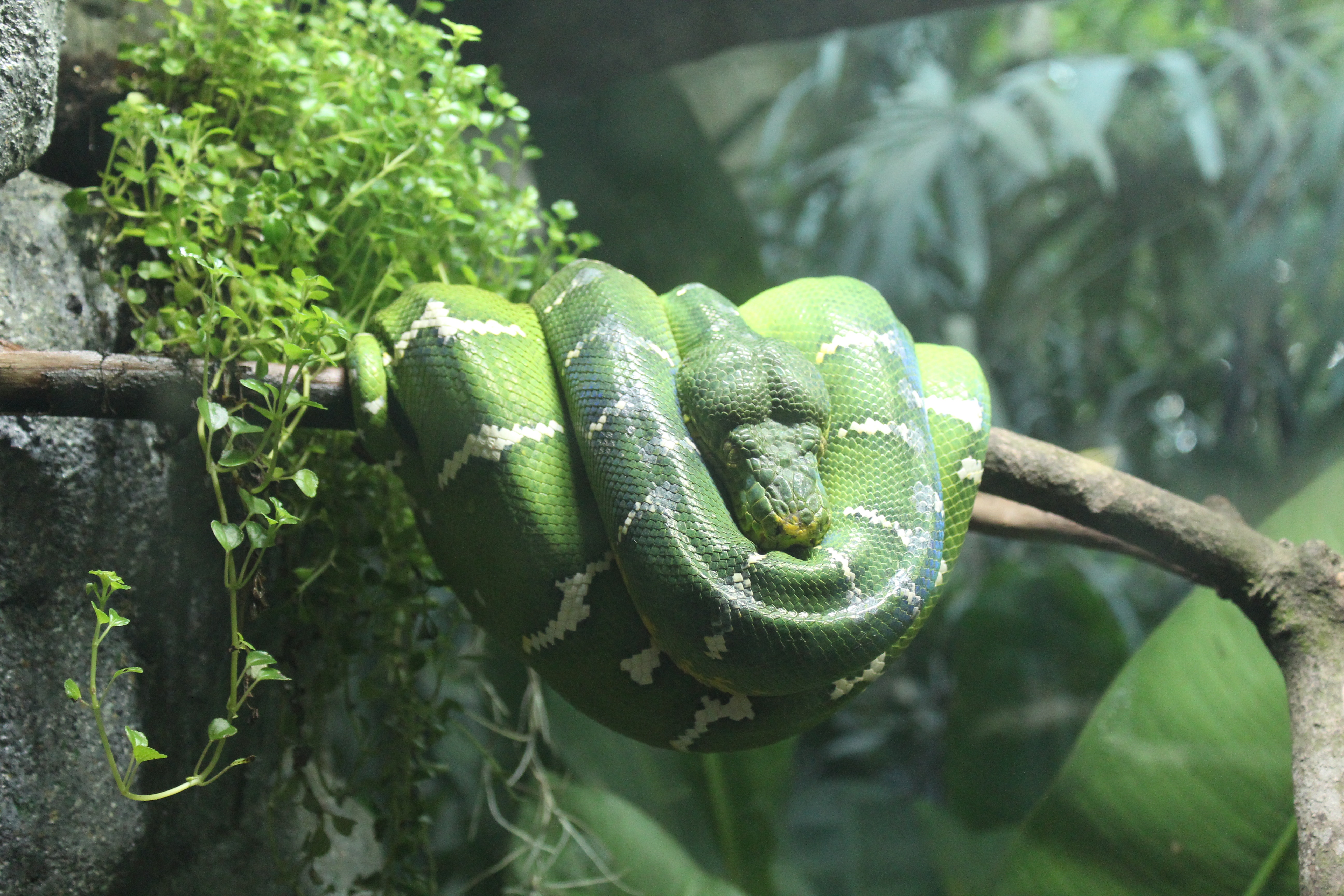 В Днепре проходит выставка змей - || фото: pexels.com