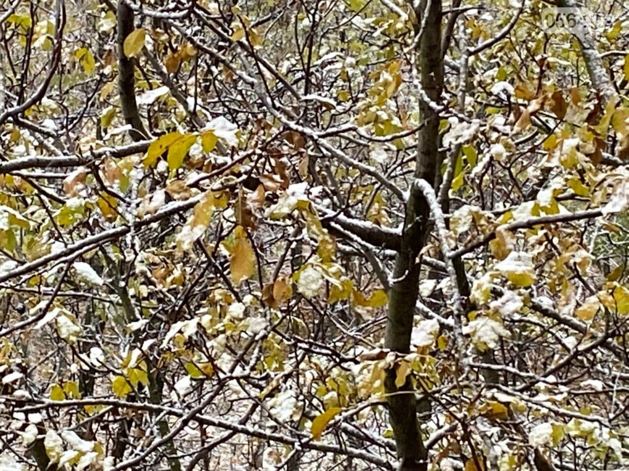 Снег в Кривом Роге покрыл деревья / фото: 0564