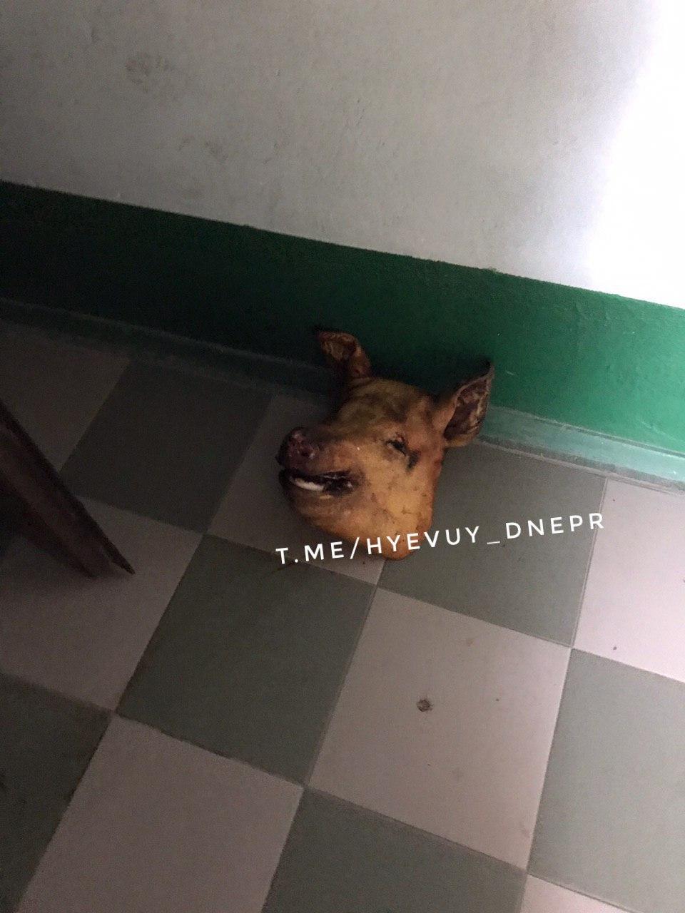 Под дверью мужчина нашел свиную голову /фото: ХД