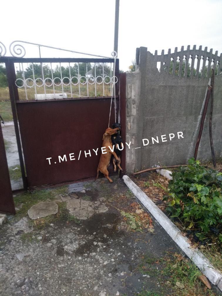 В селе под Днепром жестоко убили собак / фото: ХД