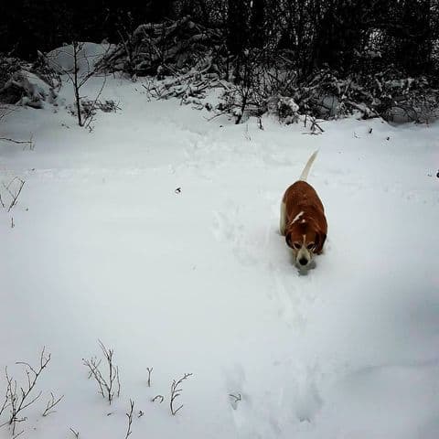 Снегу рады не только люди / фото: @lorakosik