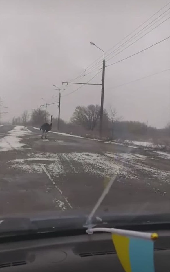 Возле Кривого Рога бегал страус - фото: inst hyevuy.kr