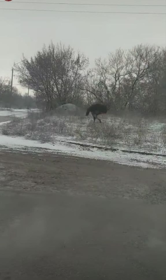 Вероятно, он сбежал из фермы  - фото: inst hyevuy.kr