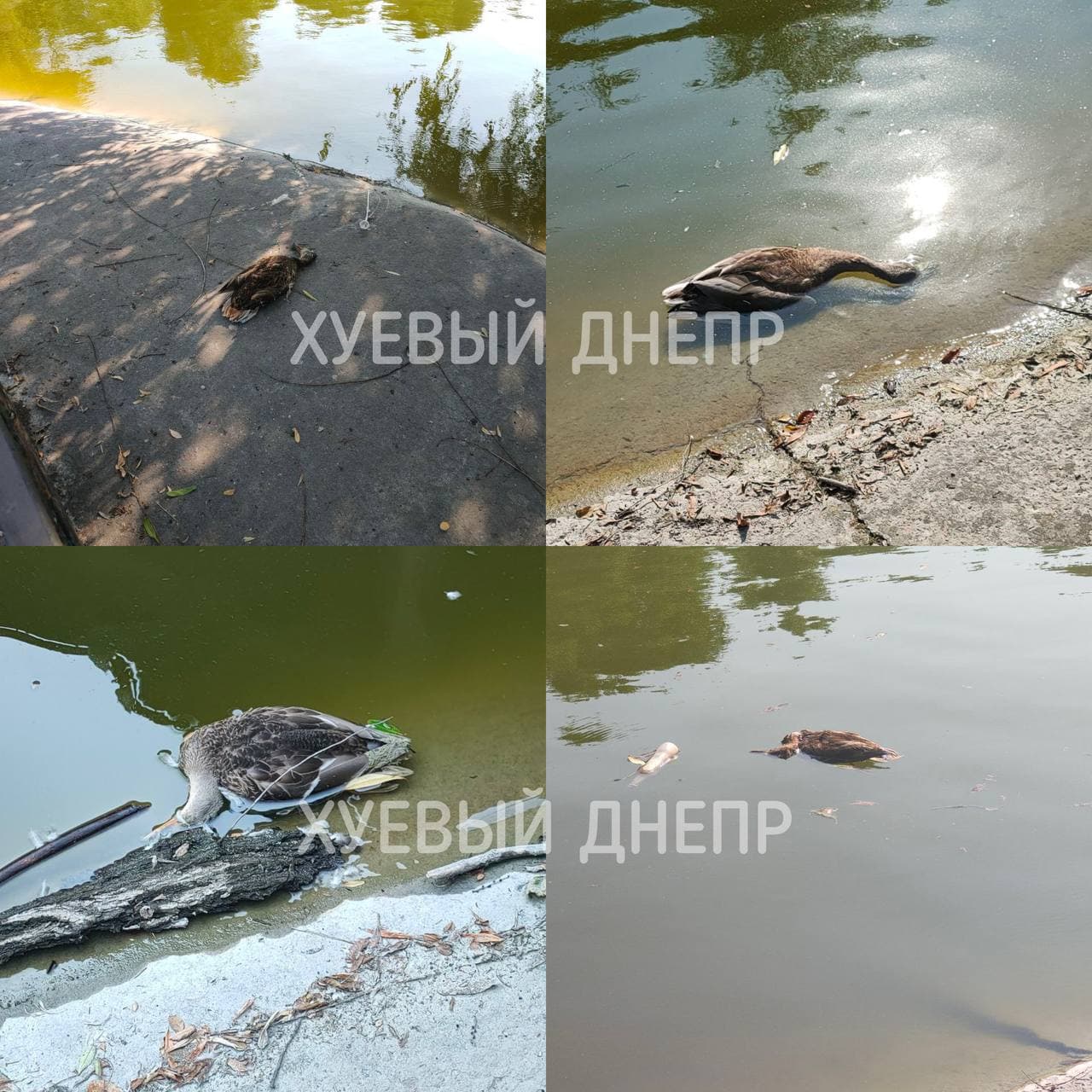 В парке Глобы гибнут утки - фото: tg ХД