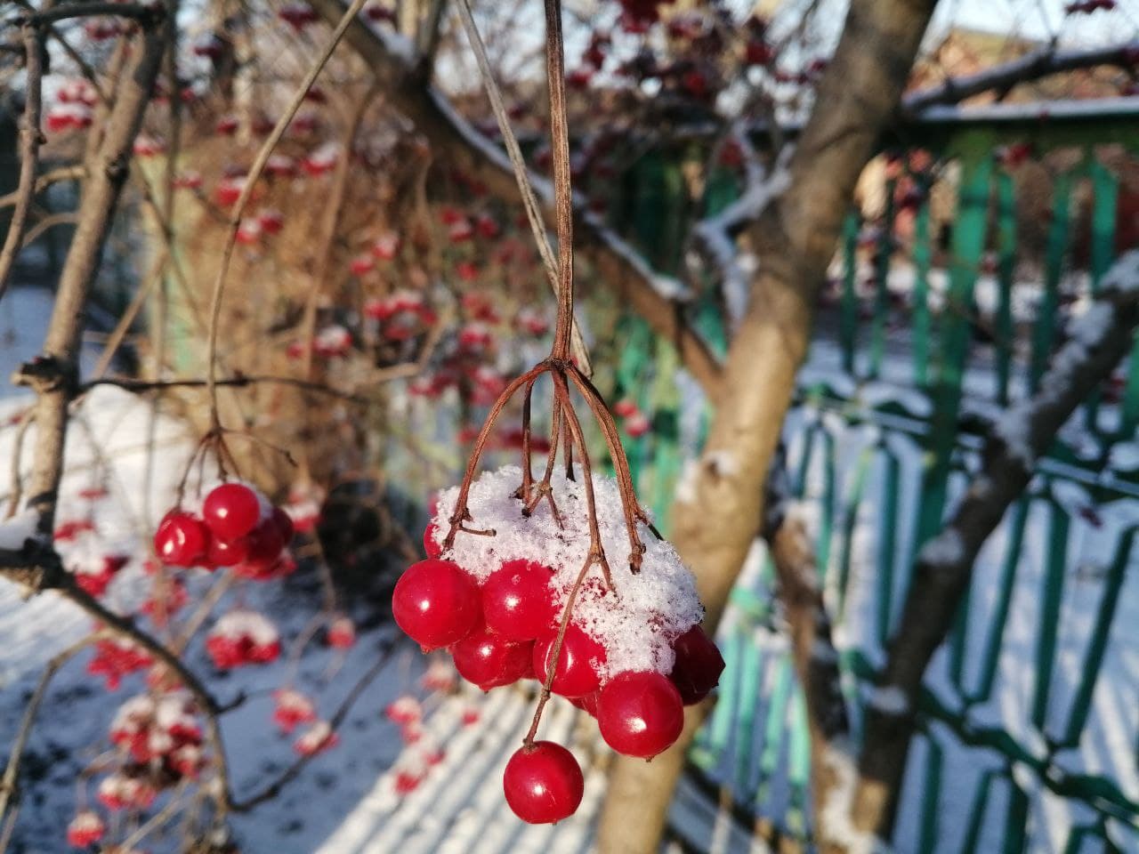 В Днепропетровской области пошел первый снег - || фото: vgorode.ua