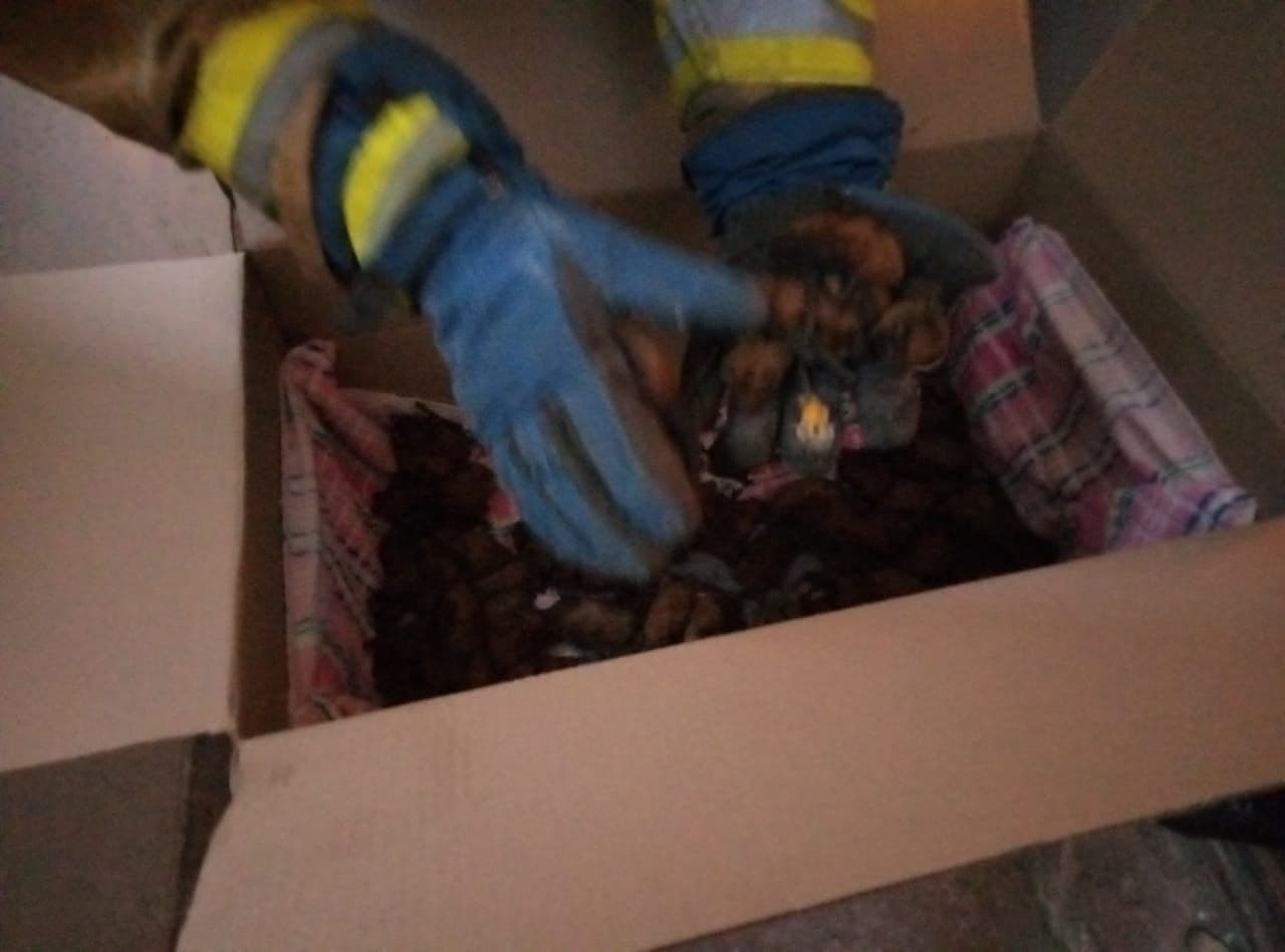 Мышек собрали в коробки - || фото: dp.dsns.gov.ua