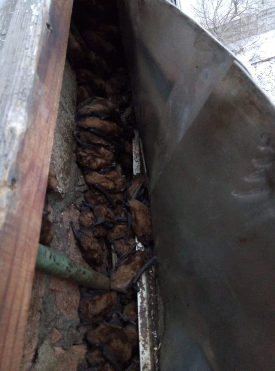 В Днепре в квартире нашли сотни летучих мышей - || фото: dp.dsns.gov.ua