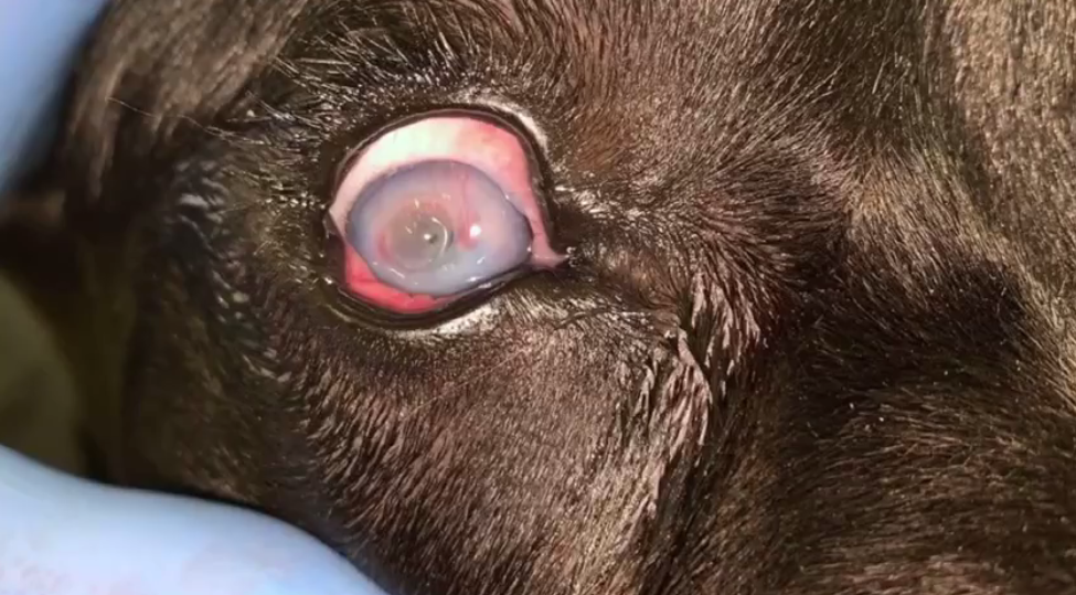 Псу нужно было пересадить роговицу глаза / фото: fb Ветклиника "На Рабочей"