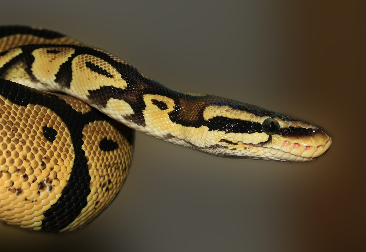В Днепре проходит выставка змей - || фото: pixabay.com