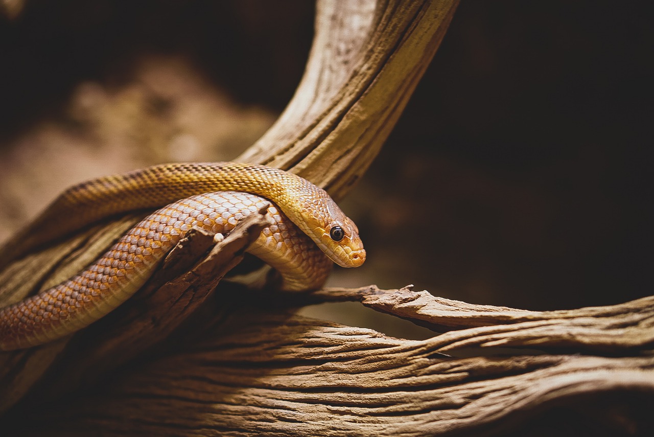 В Днепре проходит выставка змей - || фото: pixabay.com