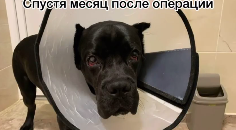 Спустя месяц / фото: fb Ветклиника "На Рабочей"