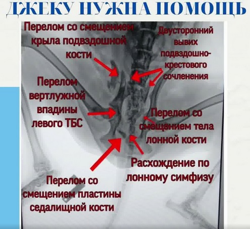 Собаке требуется операция / фото: fb Ветеринарная клиника "На Рабочей"