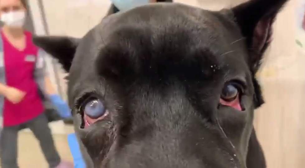 У малыша серьезное заболевание глаз / фото: fb Ветклиника "На Рабочей"