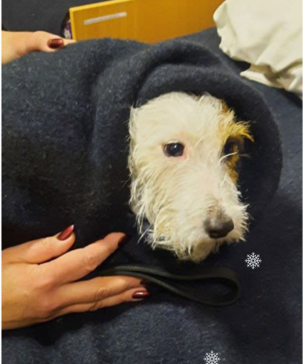 Собаку тоже отогрели / фото: dli.donetsk.ua