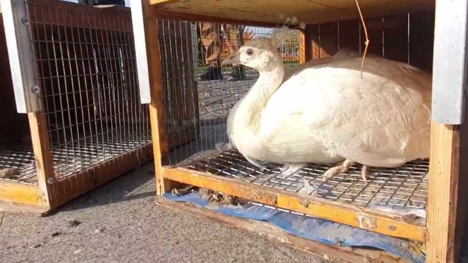 В яхт-клубе поселились павлины / фото: fb Олег Быков