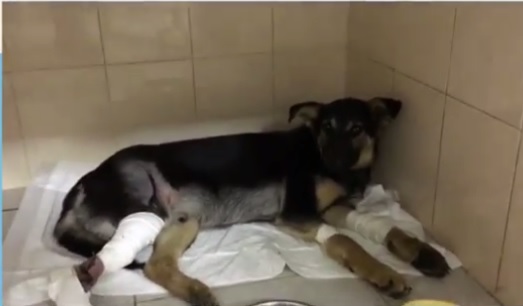 Джека сбил автомобиль и теперь ему нужна помощь / фото: fb Ветеринарная клиника "На Рабочей"