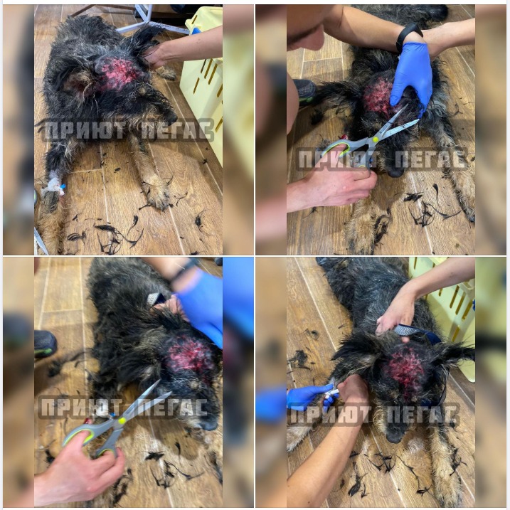 В Днепре спасают собачку Зака - || фото: facebook.com/pegas.dp