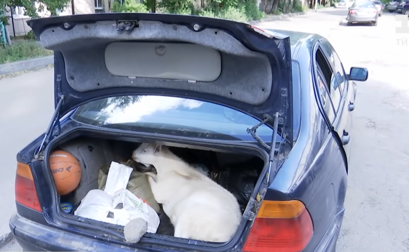 Одну козу спасли - фото: tsn.ua