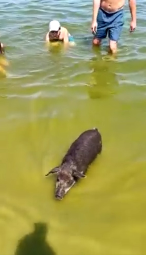 И купался - фото: fb Катенька Горб