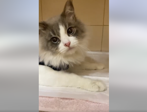 С котиком Кузей уже все хорошо - || фото: facebook.com/vetclinicanarabochei