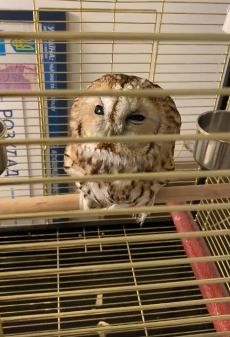 Кукусик - фото: facebook.com/profile.php?id=100002157183088