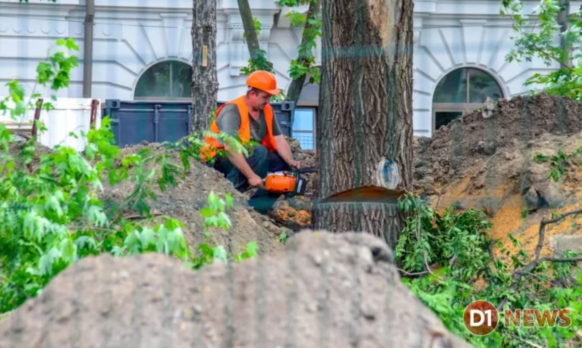 Деревья убрали за несколько часов - фото: d1.ua