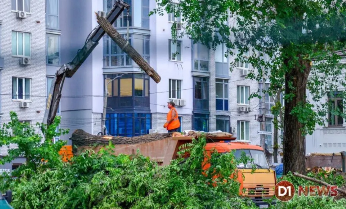 Вместо них должны высадить новые - фото: d1.ua