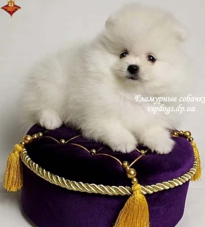 Милашка - фото: olx.ua