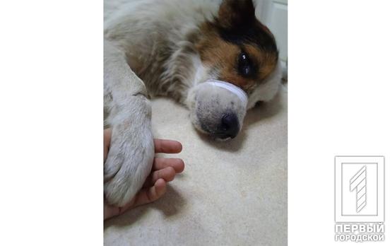 У Дніпропетровській області рятують собаку, якому відрізали статевий орган - || фото: one.kr.ua