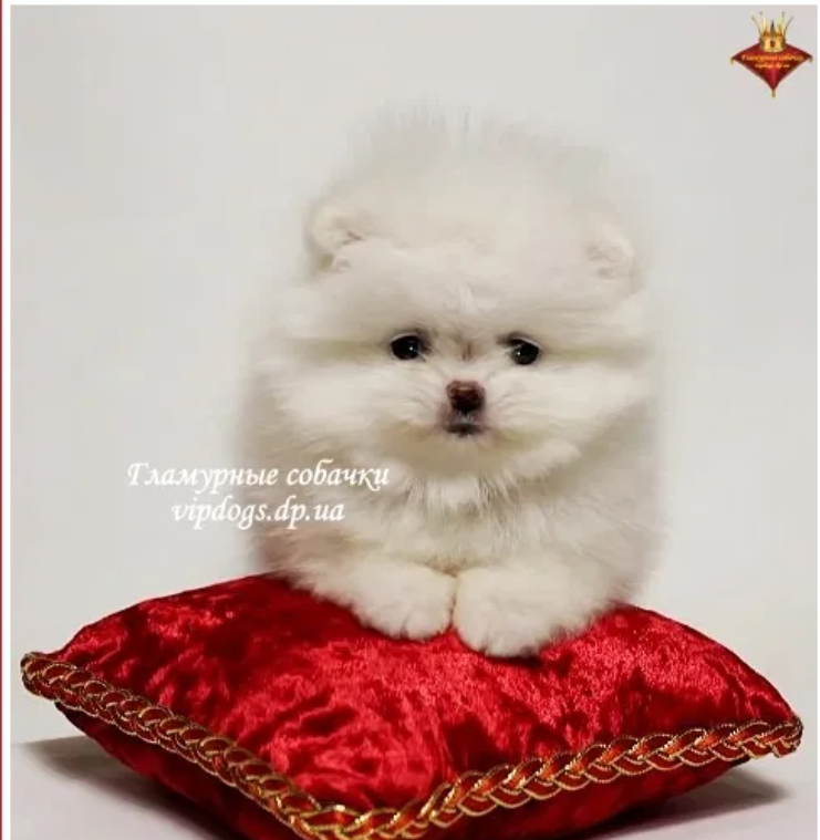 Щенята очень дорогие - фото: olx.ua