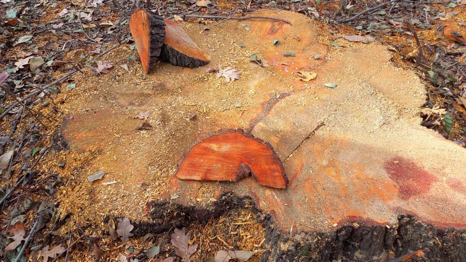 У Придніпровську вирубали вільхи