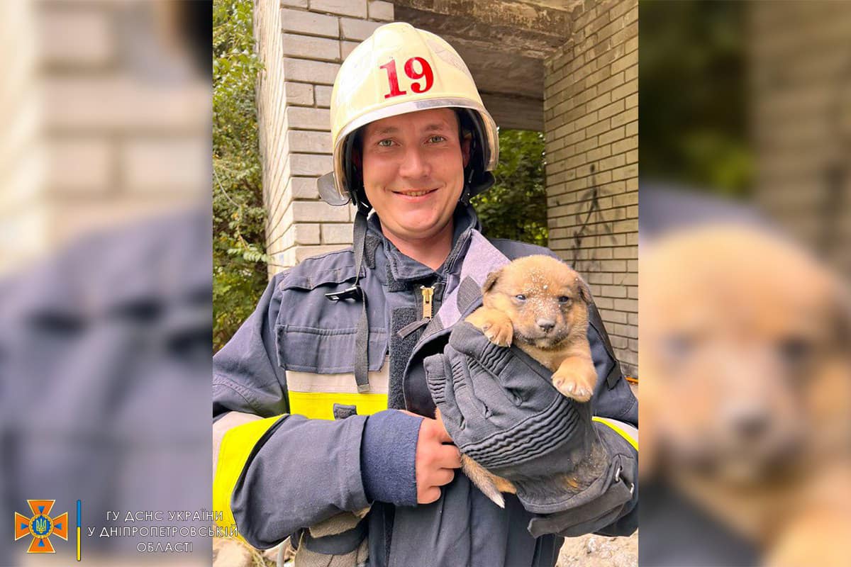 Рятувальники дістали цуценят