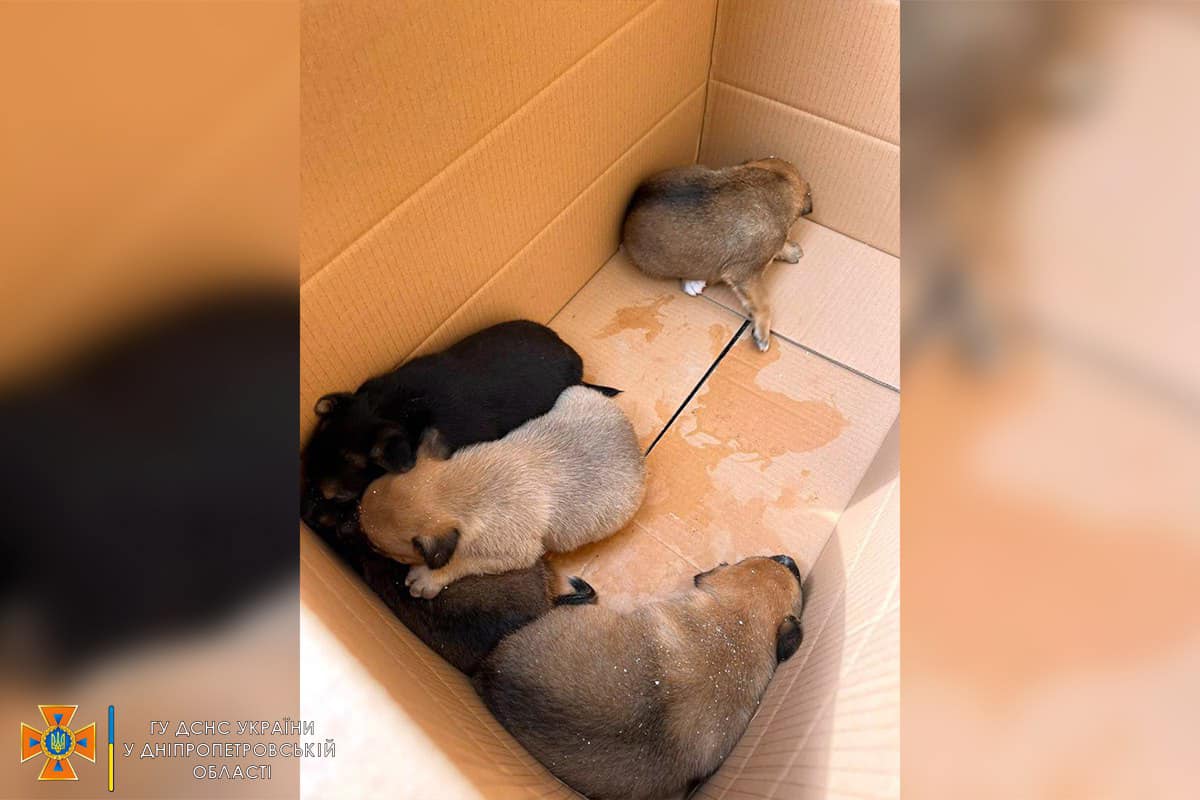 Зараз врятовані цуценята у безпеці