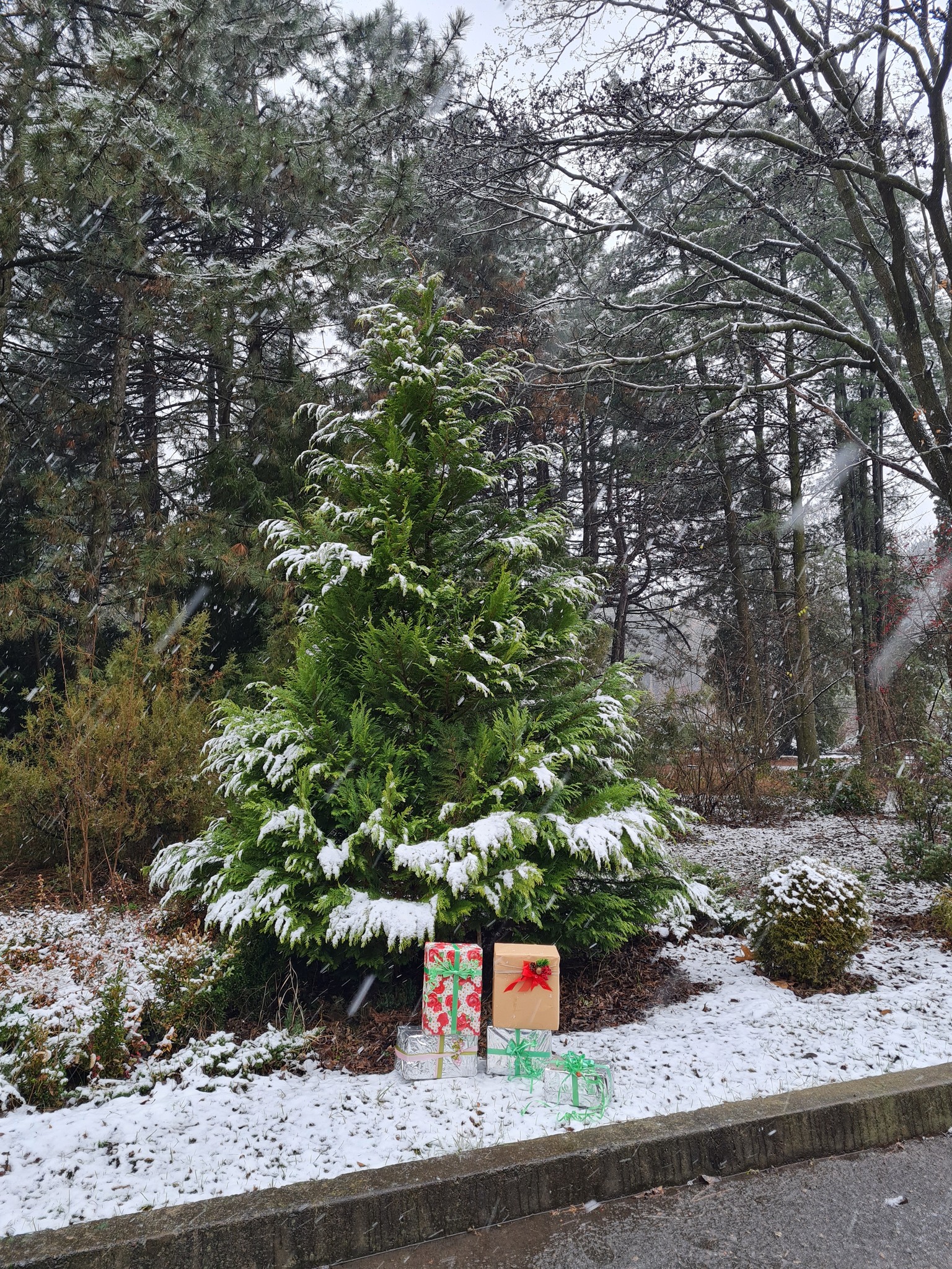 У Ботанічному саду можна прикрасити новорічну ялинку