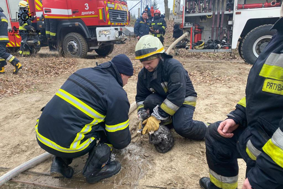 Пожарные спасли кошек - фото: facebook.com/MNSDNE