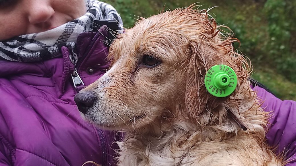 Для собаки Оксани шукають люблячу родину