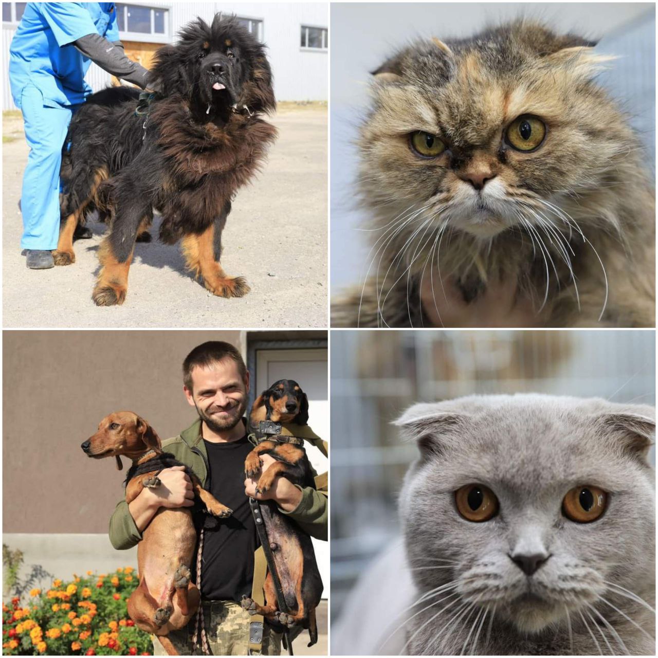 Борис Філатов закликав мешканців Дніпра допомогти тваринам із КП "Зооконтроль"