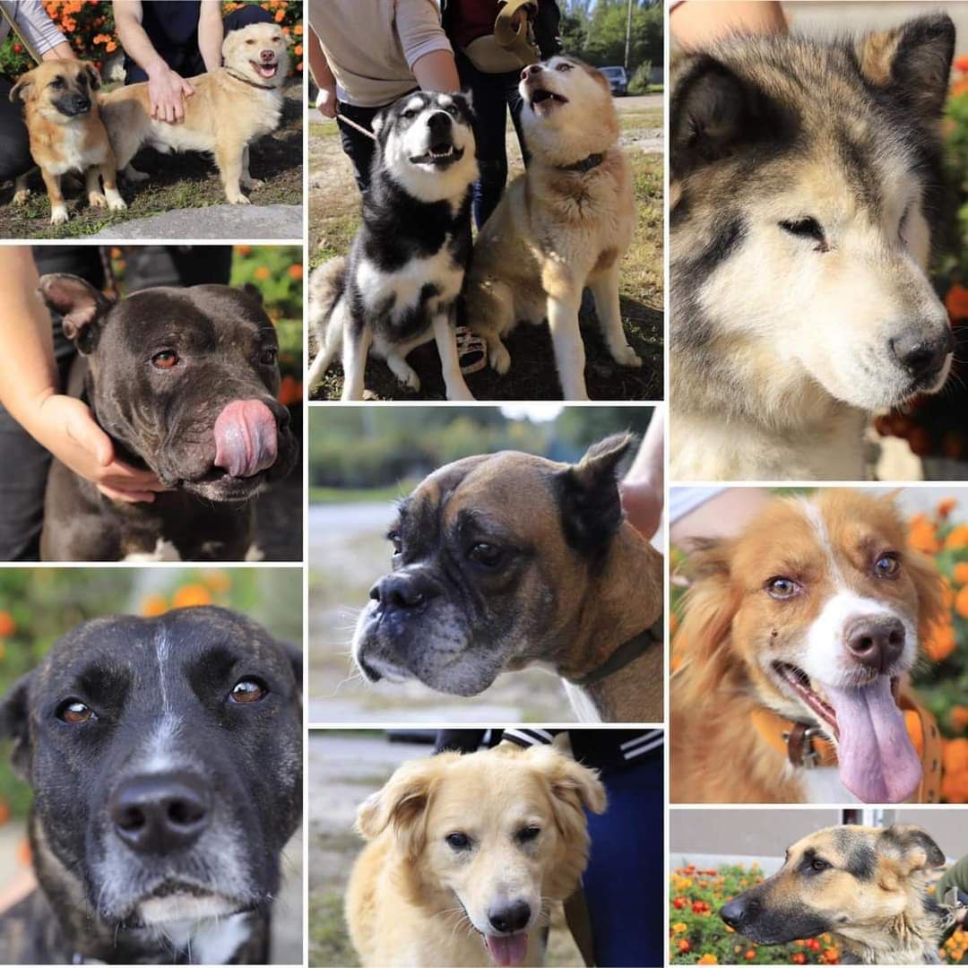 Тварини, які знаходяться у КП "Зооконтроль"