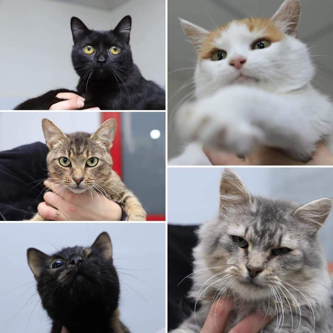 Тварини із КП "Зооконтроль" потребують сухий корм та консерви