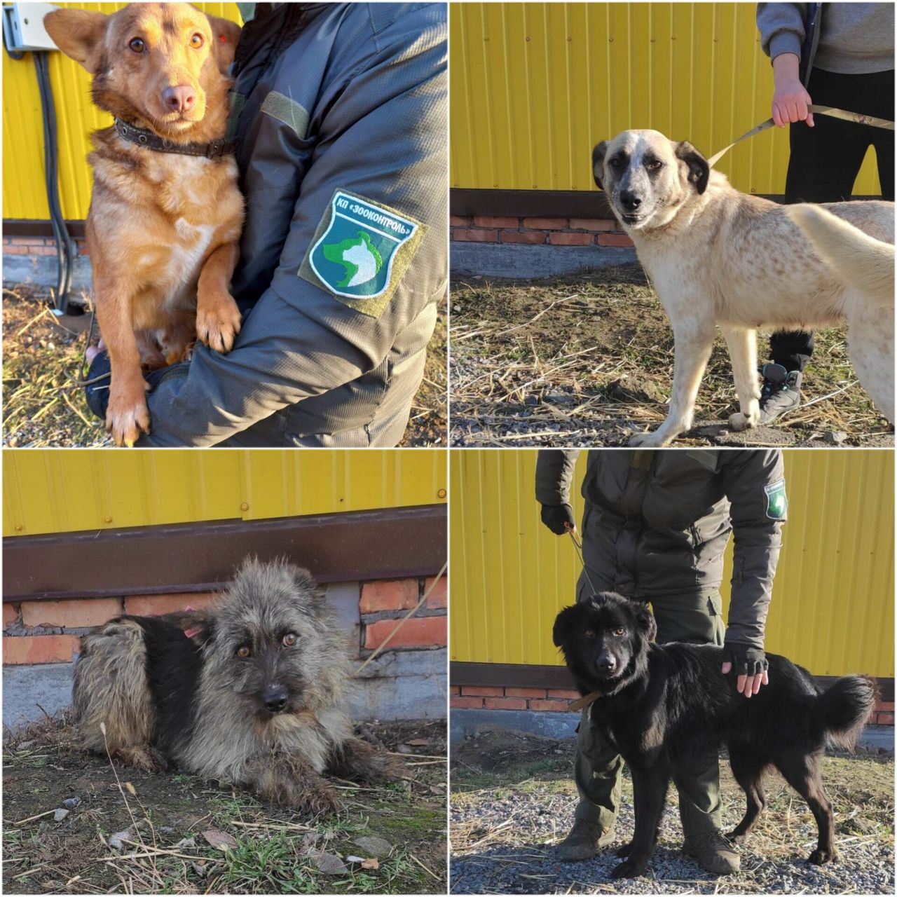 Животных вылечили