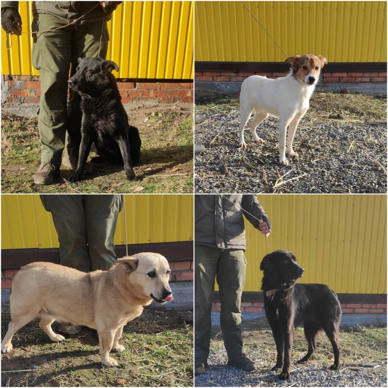 Собак эвакуировали из зоны боевых действий - фото: facebook.com/zookontroldnipro