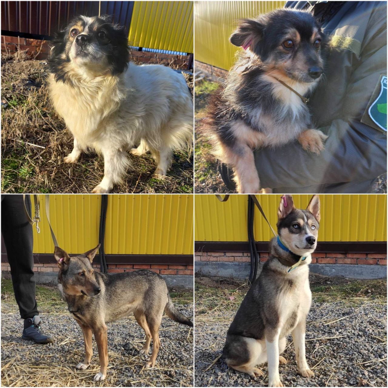 В Днепре ищут семьи для собак - фото: facebook.com/zookontroldnipro