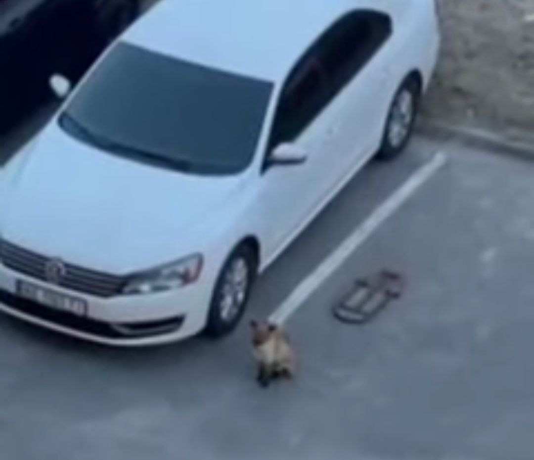 В пригороде Днепра разгуливала лиса